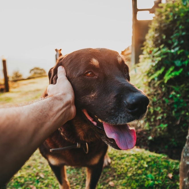 <b>DO DOGS EAT LESS IN SUMMER?</b><br><br>Your dog&rsquo;s appetite might slow down in the heat &ndash; here&rsquo;s why and how to help them love their food&hellip;</br>